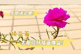 三个半月前扦插的太阳花已经长大开花了，给它换个盆，静待花开视频封面