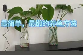 中国斗鱼养殖，最容易最简单的养鱼，最懒的养鱼方法