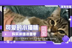 选购猫咪，这些渠道最安全可靠。