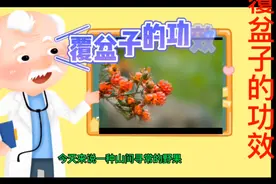 山间不起眼野果，却是补肾填精的良药。肾虚腰痛，尿频不育，都治视频封面