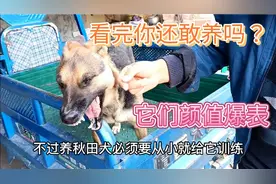 这5种聪智商高的狗狗，大家公认最难养，养过的人都是大神视频封面