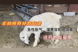 羊胀肚别大意，实拍小伙治疗过程，分享所有补救方法几分钟见效视频封面