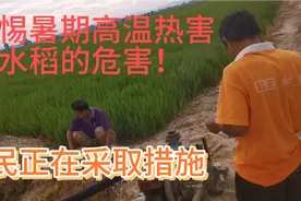 警惕暑期高温对水稻的危害，夺取粮食全面丰收视频封面