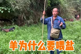 养羊小哥放羊，和朋友们分享羊为什么要喂盐，看看小哥怎么说的