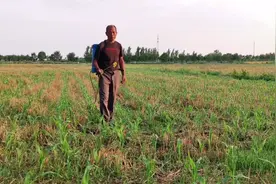 玉米喷施除草剂，早上有露水能喷施吗？这样的低级错误不要再犯了视频封面