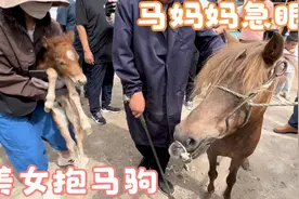 宠物小马驹比千斤重型马值钱，美女抱起金马驹，马妈妈急了不修蹄视频封面