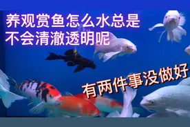 养观赏鱼怎么水总是不会清澈透明呢？关键是有两件事没做好视频封面
