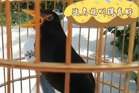 这乌鸫真少见，稳当善鸣花儿口多，闹市大口连唱婉转嘹亮有气势视频封面