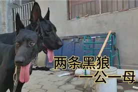 黑狼犬发情，小伙带爱犬去借配公犬，能不能一次完成？来看看。