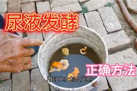 人尿肥发酵加点它，发酵快无异味肥效翻倍，蔬菜长得鲜嫩口感好