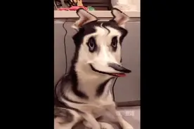 “宠物蓝线挑战搞合集”