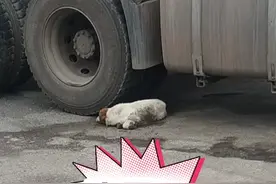 这小🐶🐶趴在地上，浑身发抖咋回事儿，不会是中风了还是……？视频封面
