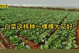 这样种白菜，栽一棵活一棵，不缓苗，长势快，棵棵大又好，又高产视频封面