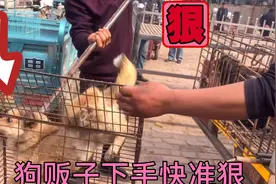 狗贩子下手快准狠，再凶猛的狗狗遇到，也会吓得屁滚尿流视频封面
