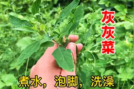 救命菜“灰灰菜晒干”煮水，农民用它洗澡又泡脚，看完才明白视频封面