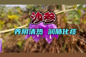 山坡上发现不少的紫色小花，竟然是一种非常常用的中草药沙参视频封面