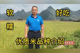 优质米水稻品种介绍之宜优1787视频封面