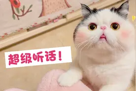 小猫咪想吃零食，主人让它表演吐舌头，它竟然真的听懂了视频封面