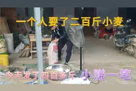 网上卖小麦生意相当好，一天走货几百斤，这个东西可管干视频封面
