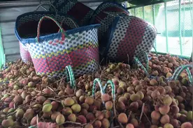 用班车托运6件上南宁，1000多斤荔枝是发快递欢迎大家来品尝视频封面