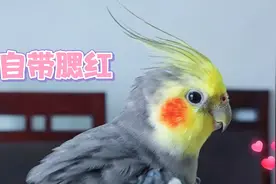 你知道这是玄凤鹦鹉的哪个品种吗？养哪种玄凤更好呢？视频封面