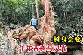 贵州深山一棵千年古树，奇形怪状盘踞在一大石头上，真是太神奇了视频封面