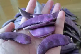 大健康食品，扁豆的作用和功效大，营养价值高，绿色健康食品。