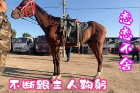 马通人性，马它虽然不会说话，它会用自己的行动表达它对主人的爱