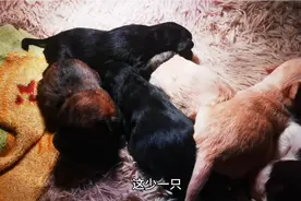 小奶狗爬出来进不了窝里面冻僵了，火速救援一个多小时终于得救了视频封面