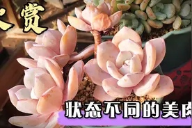 小伙伴的美肉分享：同品种不同极品状态的多肉，颗颗都绝美视频封面