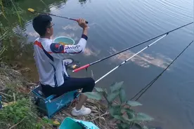 夜钓水库被银环蛇包围，如果是你会不会跑路？视频封面