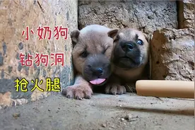 俩狗子在窝里吠我，拿出火腿肠缓和下气氛，真面目马上露出来了视频封面