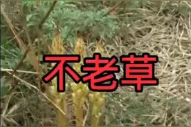 不老草的攻效与作用视频封面