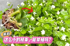 茉莉花，素白静雅，香气宜人，怎么繁殖？你也可以成为茉莉花大户视频封面