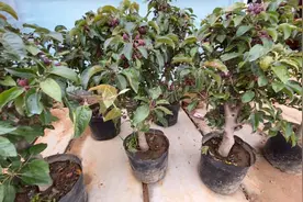 富贵果 红肉苹果盆栽盆景造型视频封面