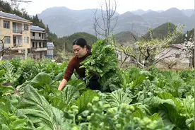 简单的几步，将吃不完的青菜苔做成冲菜，放着吃半年都不坏视频封面