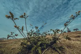 高速封闭，东营潍坊一路国道，大雾没有我前进的脚步视频封面