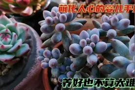 多肉新手能养好婴儿手指吗？注意好这些问题，婴儿手指又胖又粉视频封面