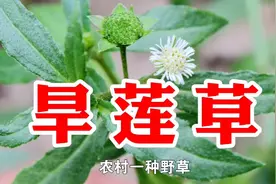 农村一种野草名叫旱莲草，又称烂脚草，用处多价值高遇见请珍惜视频封面