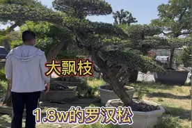 三棵“天价”地景罗汉松，大飘枝斜杆别墅庭院标配，1.8万值吗？视频封面