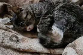 两只狸花猫白天睡觉，晚上外面风流快活！视频封面