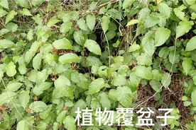 植物“覆盆子”，深山里生长的一种植物，你认识吗？去看看视频封面