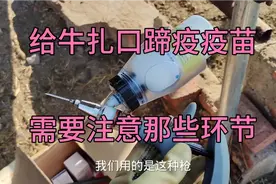 给牛扎口蹄疫疫苗的时候，需要注意那些环节。进来看看，视频教学视频封面