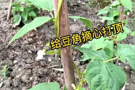豆角要想高产，这个高度摘心打顶是关键，看看你做对了吗