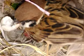 麻雀出壳了，监控拍下全过程！