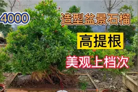 农村苗木市场，高提根盆景石榴非常火爆，价格非常便宜，看看值吗视频封面