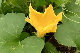 家里不起眼的它？原来对南瓜高产有这么大用途，赶紧看看视频封面