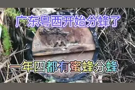 分享诱蜜蜂知识，广东粤西一年四季都有蜜蜂分蜂，勤放桶