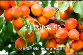 杏的功效与作用视频封面