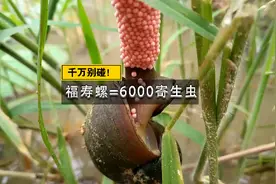 看到这种大号田螺，千万别碰也别吃！一个就有6000多条寄生虫视频封面